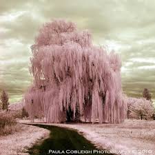 Stunning pink, purple & white blossom with gorgeous autumn foliage. 11 Best Weeping Cherry Tree Ideas Weeping Cherry Tree Cherry Tree Tree