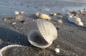 Statiunea eforie sud va ofera locuri de cazare in hoteluri, vile si pensiuni, majoritatea amplasate in apropiere sau chiar pe faleza din statiune. Cazare Eforie Sud Cazare Eforie Sud Ieftin Cazare Eforie Sud Pensiuni Eforie Sud Fotografii Eforie Sud Romania