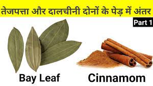 The leaves of the tree are thick and oval or lanceolate in shape, growing on smooth gray branches. Difference Between Bay Leaf Tej Patta And Cinammon Dalchini Part 1 Youtube