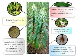 Image result for Sesamum calycinum