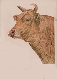 Vintage Big Bull Farm Animal Price Winner Illustration Digital Etsy In 2020 Farm Animals Animals Animal Illustration