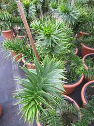 Bei uns heimische araukarien sollten also möglichst vermehrt werden, was allerdings gar nicht so einfach ist. Araucaria Araucana Chilenische Andentanne Www Online Pflanzenversand De