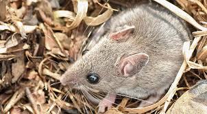 Come nomi la differenza tra gopher e ratto. Pollaio Infestato Da Topi O Ratti Ecco Come Eliminarli Anche Con Rimedi Naturali Galline Pollaio Ricette Con Uova E Video Divertenti