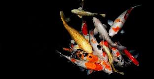 Kalau mau koi bertahan hidup lebih lama, ikan.co.id punya tips cara meliharanya berikut ini Cara Merawat Ikan Koi Yang Benar Ikan Hias Cantik Yang Jadi Simbol Keberuntungan Portal Jember
