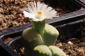 Image result for Lithops