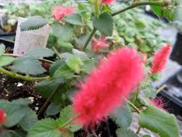 Image result for Acalypha hispida
