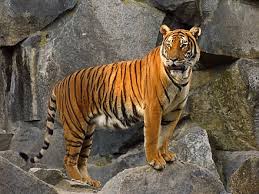Tigre siberiano vs todos los felinos. Panthera Tigris Wikiwand