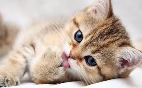Kucing lucu 2020 video kucing lucu imut dan gemesin bikin ketawa ngakak | kucing paling imut. Gambar Kucing Lucu Dan Imut Long Grove Online