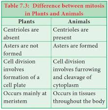 Check spelling or type a new query. Difference Between Mitosis And Meiosis In Plants And Animals