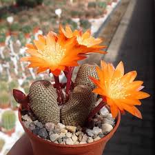 Support your graduate with a floral gift. Rebutia Heliosa Wr 314 Tarija To Narvaez Uhlig Kakteen More Than 5 000 Different Species