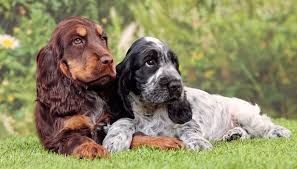 English Cocker Spaniel Character Cocker Spaniel Dog Cocker Spaniel Spaniel Breeds