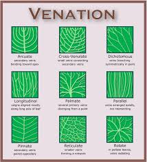 the plant kingdom fcsbiology