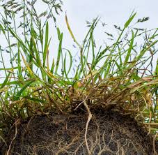 Image result for Poa schimperiana