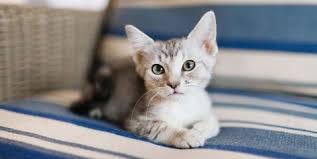 So, do little research about cats after thinking about the names? 20 Cute Cat Names Adorable Boy And Girl Kitten Names