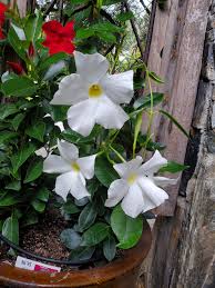 Image result for dipladenie hybrida rio obrázek