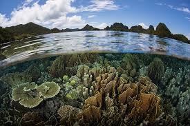 Por su ubicación geográfica, méxico posee una gran riqueza natural con bosques templados y tropicales, matorrales pero ¿qué es biodiversidad? Desaparicion De La Biodiversidad En Mexico Una De Las Peores De Latinoamerica
