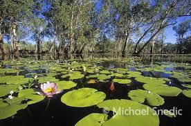 Paperbark Swamp Yellow Water Kakadu National Park N T Kakadu National Park National Parks Australian Photography