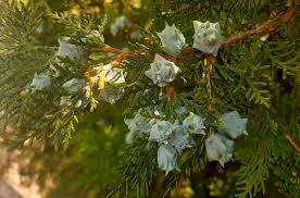 Image result for Platycladus