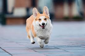 Our veterinary clinic at banfield pet hospital provides the best vet care for your cat, dog or other pet. Welcome To Angel Animal Hospital Farmington Hills Veterinarians