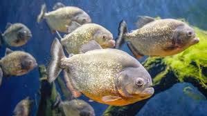 Saat memancing ikan bawal, umpan merupakan salah satu faktor keberhasilan yang paling besar. Jenis Jenis Dan Manfaat Ikan Bawal Untuk Kesehatan