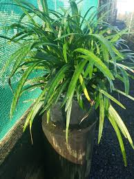 Image result for Virectaria