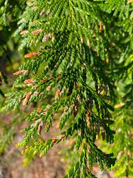 Image result for didymascella thujina