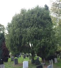 Image result for Cupressus funebris