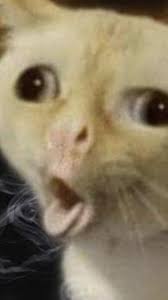 See more ideas about reactions meme, funny memes, reaction pictures. Funny Memes And Reaction Pics Image 7618154 On Favim Com