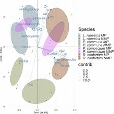 Image result for Crepidorhopalon rupestris