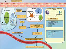Plasma leakage and intrinsic coagulopathy are the pathological hall marks in dengue haemorrhagic fever (dhf). Dengue Epidemiology And Pathogenesis Images Of The Future Viewed Through A Mirror Of The Past Springerlink
