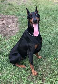 2 girls 3 boys fawn and rust left out of a litter of 13! Red Doberman Puppies Florida Peepsburgh