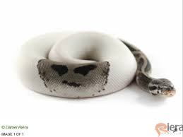 Fire spider super pastel 100% het clown 50% het tsk axanthic ball python. Price On Axanthic Pied