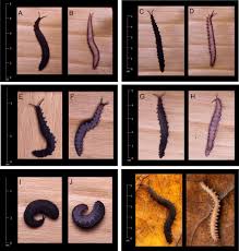 Image result for Afroqueta capensis