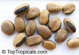 Image result for Canavalia