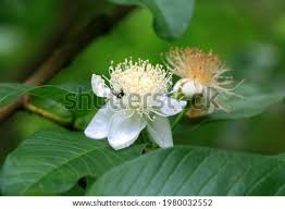 Check spelling or type a new query. Shutterstock Puzzlepix