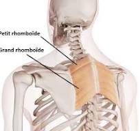 Muscles petit et grand rhomboïde : anatomie, musculation ...