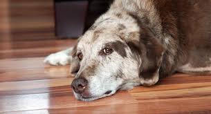 See the search faq for details. Pet Loss Quotes To Help You Through The Toughest Of Times