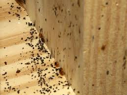I never did learn what those tiny invaders were, but here's how i easily got rid of them: Pest Control In Toronto Jamie Sarner Tiny Black Bugs In The Kitchen Thriftyfun Here S How To Get Ri Bugs In The Kitchen Kitchen Cupboard Designs Pest Control