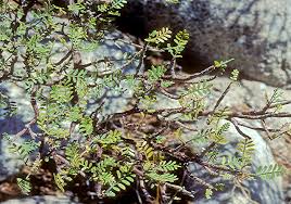 Image result for Burseraceae