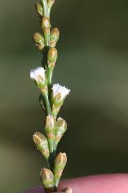 Image result for Thesium goetzeanum