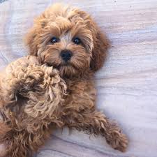Black And Tan Full Grown Cavapoo Puppies Everything You Need To Know About A Cavapoo Cavapoo Cavapoopuppies Cutepuppies Dogs Dogbeast In 2020 Cavapoo Puppies Cute Dogs And Puppies Cavapoo Puppies For Sale