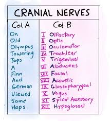 Brainstem cranial nerve id picture mnemonic: Square One And A Half Square And One Half