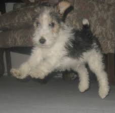 Glanmarteg's wire haired fox terriers. Another Fox Terrier Puppy Fox Terrier Puppy Wire Fox Terrier Fox Terrier