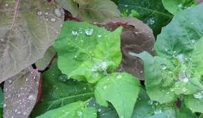 Comment Faire Pousser L Arroche Des Jardins Le Potager Jardins Potager Comment Faire