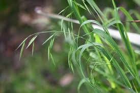 Image result for Bromus leptoclados