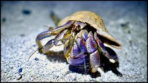 Image result for Crabbea coerulea