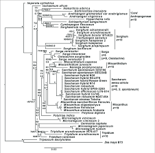 Image result for Cleistachne sorghoides