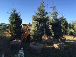 Oak trees are one type of tree that does very well with late winter transplanting. Ontario Tree Spading Tree Moving Tree Transplanting Tree Digging Tree Planting Large Tree Sales Serving Midland Barrie Ontario Midland Ontario