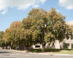 Image result for Quercus suber