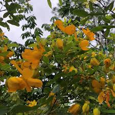 Image result for Cassia thyrsoidea